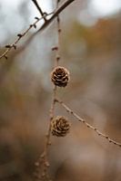Les pommes de pin en automne