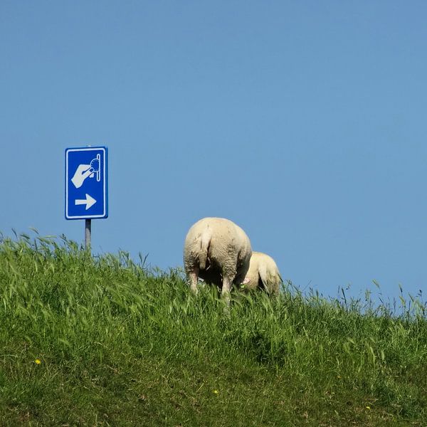 Texels Spaar Schaap van Femke Vergeer