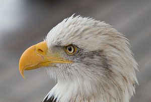 Amerikaanse zeearend /  witkopzeearend / Arend / Eagle von A. Oskam