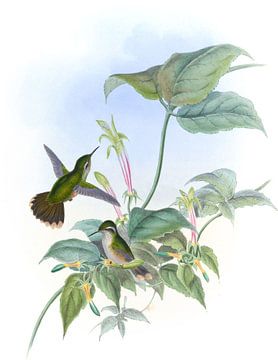 Zwart-eared Adelomyia, John Gould van Hummingbirds