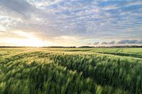 Grainfield