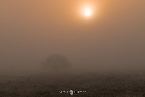 Misty Mystique: An Enchanted Morning in Engbertsdijksveen