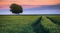 Soirée d'été dans le polder Johannes Kerkhoven par Henk Meijer Photography Aperçu