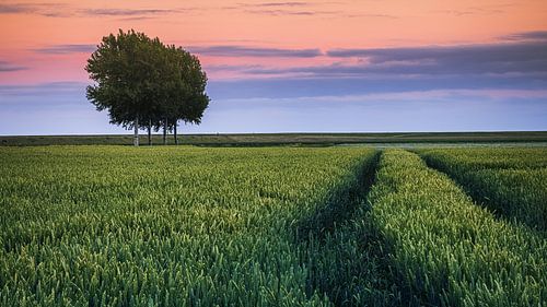 Soirée d'été dans le polder Johannes Kerkhoven