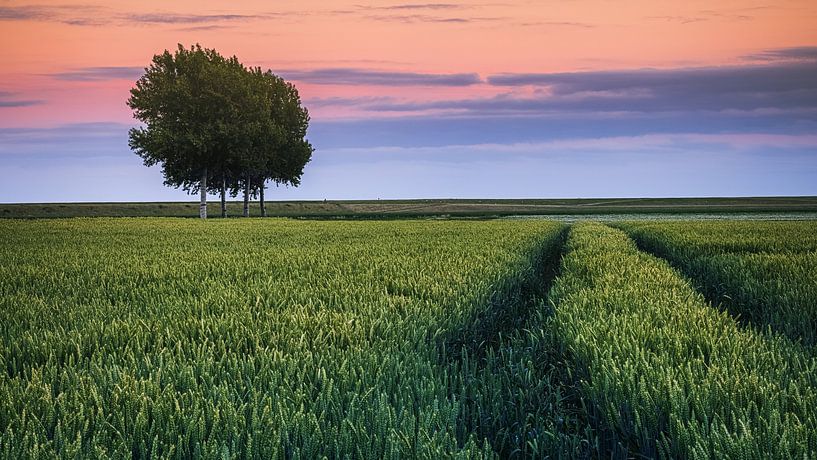 Summer evening in the Johannes Kerkhoven polder by Henk Meijer Photography