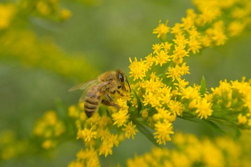 Wesp op een guldenroede