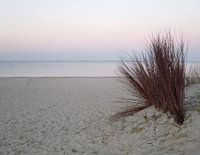 Marram grass in evening light