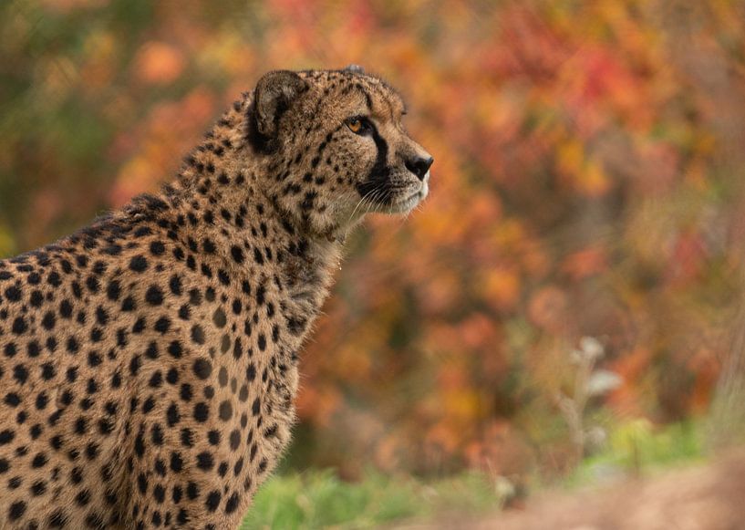 Gepard von Nicola Mathu