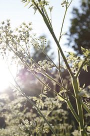 cow parsley by Lilama