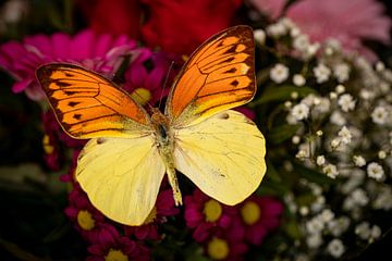 Ein Exotischer Schmetterling auf einer Blüte von Roland Brack