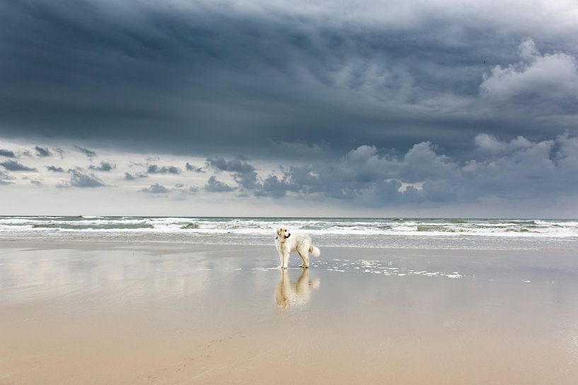 Chien de montagne sur Terschelling par Matty Maas