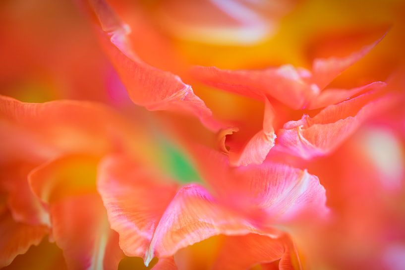 Tulip leaves by Annie Jakobs