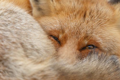 Renard roux