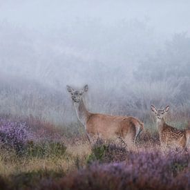 Un matin brumeux avec une mère et un jeune cerf rouge sur Sem Scheerder