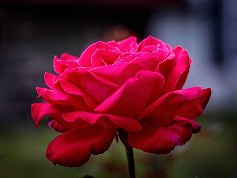Red Rose by Rob Boon