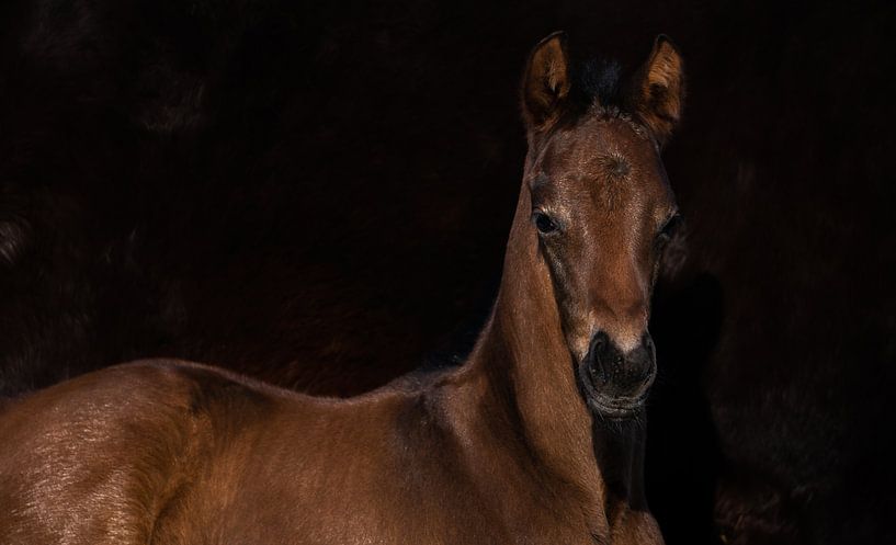 Foal by Jeroen Mikkers