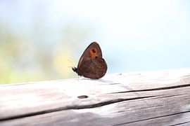 Zomer vlinder by Geertruida van der Ploeg