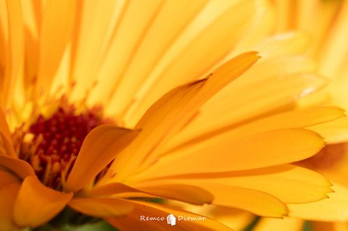 Shimmering Splendour: Enchanting Macro Photo of Yellow Flower Petals