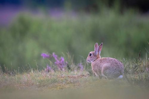 Hase im Moor
