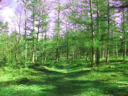 forêt Marchons cette façon