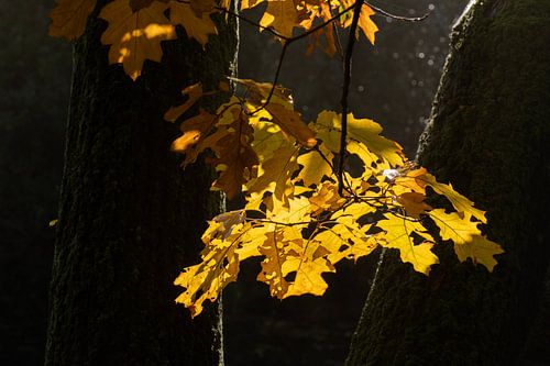 Eikenbladeren badend in zonlicht