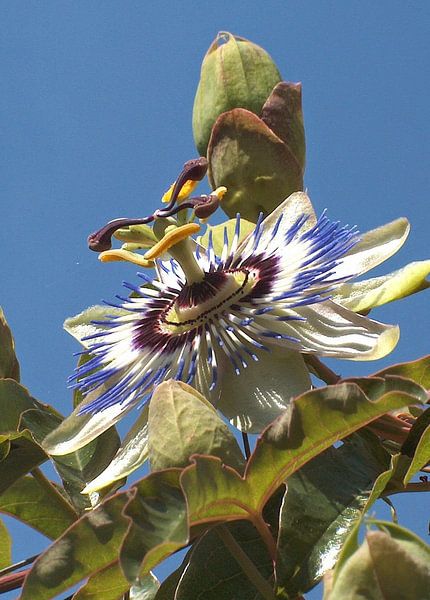 universe van ton langbroek