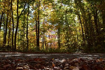 A maple forest in autumn by Claude Laprise
