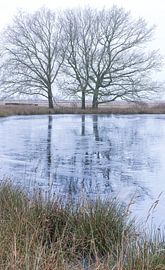 Dwingelderveld - Drenthe (Pays-Bas)