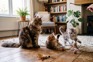 De Maine Coon-kat