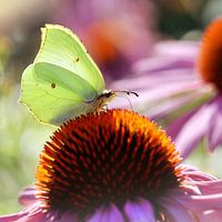 Vlinder citroenvlinder