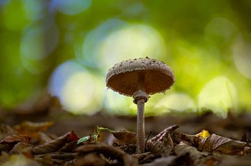 Parasol umbrella mushroom with autumn leaves in a forest by Mario Plechaty Photography