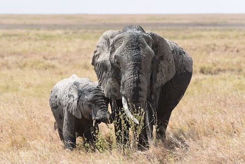 La faune en Afrique : une mère éléphant avec ses petits dans la plaine du Serengeti