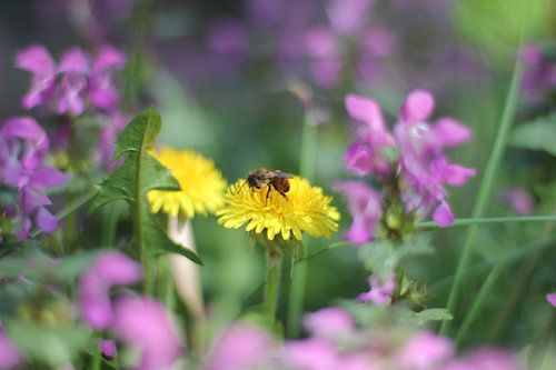 Biene auf Löwenzahn