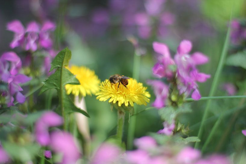 Bee on Dandelion by Roberto Zea Groenland-Vogels