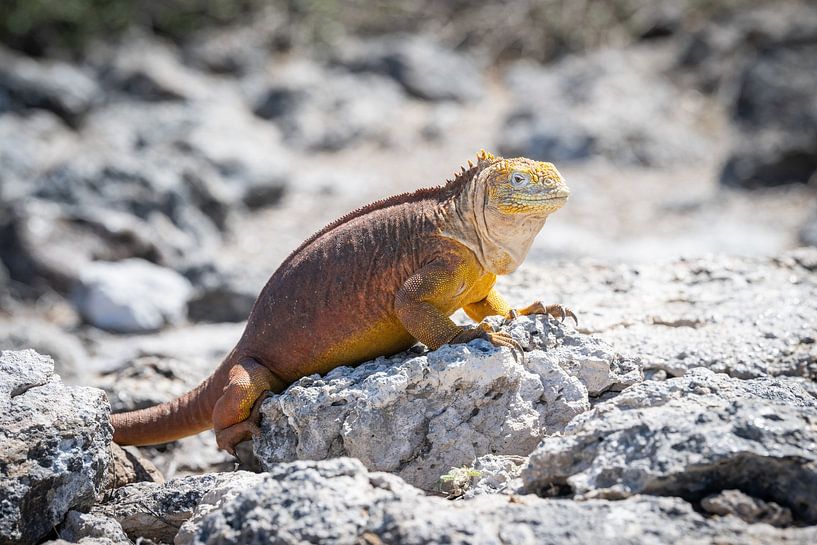 Yellow dragon by Jack Soffers