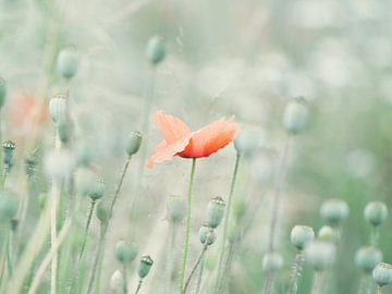 Poppy in a poppy field by Jessica Berendsen
