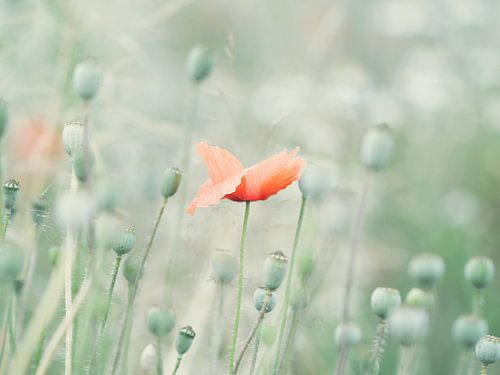 Coquelicot dans un champ de pavot