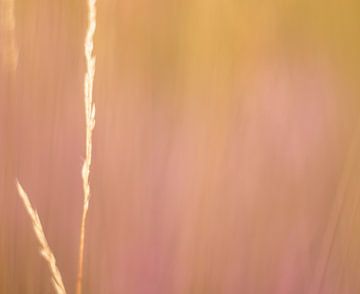 Siergras met een lila achtergond van heide van Minie Drost
