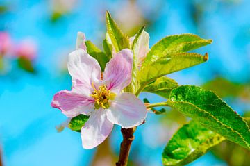 Pink apple blossom under blue sky by Ivonne Fuhren-van de Kerkhof