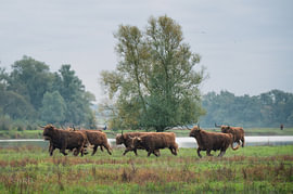 Schotse Hooglander - In beweging van SR Blaauw