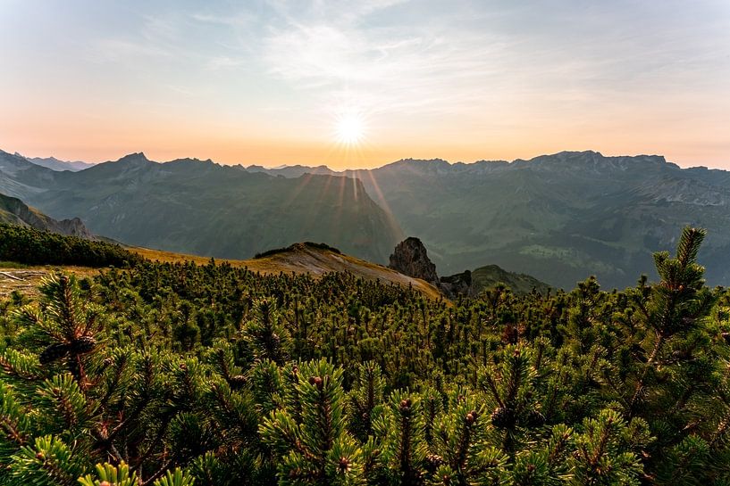 Mountain pines in the Allgäu Alps by Leo Schindzielorz