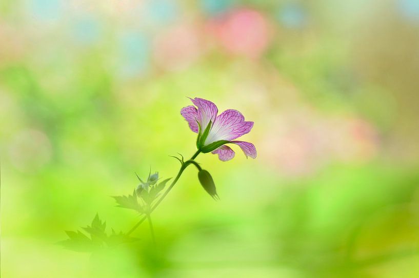 Single Geranium by Corinne Welp