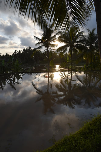 Sunlight reflected in a rice field