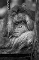 Satisfied Monkey