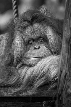 Satisfied Monkey