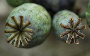 Zwei Samenkapseln des Mohns