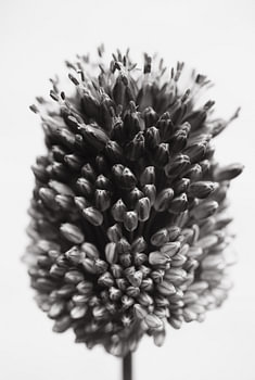 Black and White Detail of a Flower in Button