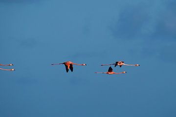 Caribische flamingo's in vlucht. Deel 1 van drieluik. van Machiel Zwarts