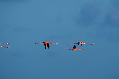 Caribbean flamingos in flight. Part 1 of triptych.