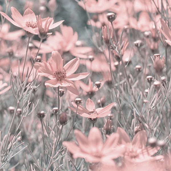 Fleurs roses par Violetta Honkisz